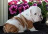 Male and female english bulldog puppies for sale