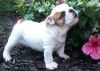 Joiee english bulldog puppies for sale