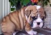 Pirrn english bulldog puppies for sale