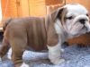 Adorable english bulldog Puppie