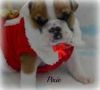 Cute lovely and adorable English bulldog puppies