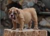 Male and female English bulldog puppies for sale