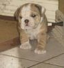 male and female english bull dog puppies