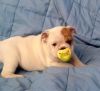 free male and female English bull puppies