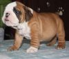 very cute english bull dog puppies ready for sale