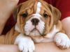 very cute english bull dog puppies ready to go
