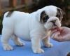 Cute and Adorable English bulldog Puppies for sale