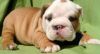 Wrinkle Male and Female English Bulldog Puppies