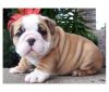 amazing male english bulldog puppy for sale