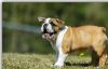 male and female english bulldog for adoption