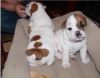Adorable English Bulldog puppies (xxx) xxx-xxx8