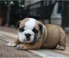 Akc English Bulldogs Puppies For Adoption
