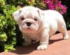 Englsih Bulldog Puppies Available