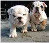 English Bulldog Puppies (xxx) xxx-xxx3