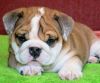 cute englishbulldog popies for rehoming