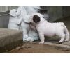 Super English Bulldog Puppies For Loving Homes