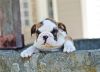 Affectionate English bulldog puppies. Ready now