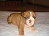Male and Female english bulldogs for sell