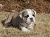 extremely cute English Bulldog puppies available