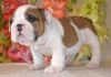 Male and Female English Bulldogs Puppies