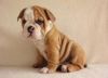 Purebred English Bulldog Puppies Available