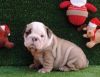 Cute English Bulldog Puppies//