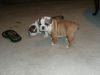English Bulldog puppies for you all
