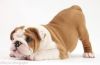 Adorable English Bulldog Puppies For Adoption