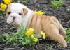 New Home For My English Bulldog Puppies