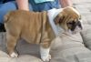 Outstanding Reg English bulldog puppies Adoption