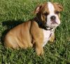 Excellent English Bulldog puppies for Adoption.