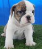 Get your lovely young English bulldog