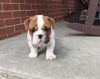 These healthy English bulldog puppies available
