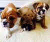 Gorgeous English Bulldog puppies for sale