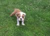 Young and lovely English bulldog puppies