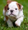 lovely bull dog puppies for sale
