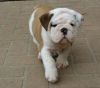 Beautiful looking English Bulldog puppies for sale