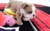 British Bulldog Puppies for a new home