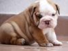 Home Raised English Bulldog Puppies For Adoption