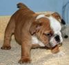 Amazing English Bulldog Puppies for adoption