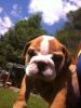 French And English Bulldog Puppies For Sale!