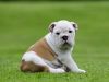 % 100 Sweet English Bulldog Pups Available