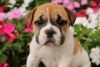 lovely english bulldog puppies for rehoming