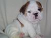 english bull dog puppies for sale