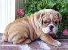 well trained english bulldog for sale