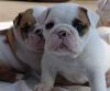 available 2 English Bulldog Puppies