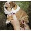 Adorable male and female bulldogs for adoption