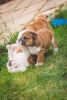 Up for sale is some well bred bulldogs puppies