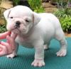 Bulldog Puppies Delivered