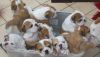 Adoption Fee Applies. English Bulldog Puppies